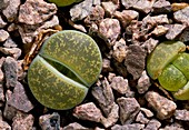 Living stone (Lithops lesliei 'Albinica')