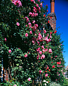 Roses climbing a cottage wall