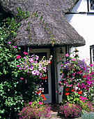 Flowers outside a cottage