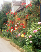 Roses outside a cottage