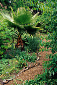 Jungle style garden