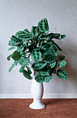 Prayer plant (Maranta leuconeura)