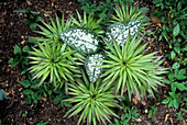 Pulmonaria 'Sissinghurst White' foliage