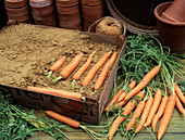 Storing carrots