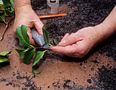 Camellia propagation