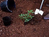 Planting a rhododendron