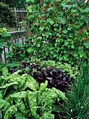 Plants in a vegetable garden