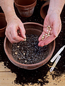 Planting fritillaria bulbs