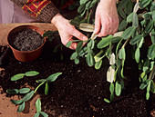 Easter cactus propagation