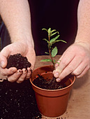 Lantern tree propagation