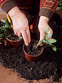 Easter cactus propagation