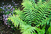 Forget-me-not flowers with ferns