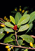 Fruit and leaves of cocaine plant