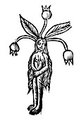 Woodcut depicting female root of Mandrake