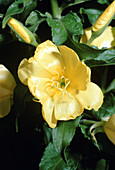 Flower of evening primrose