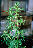 Artemisia annua plant,source of antimalarial drug