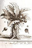Engraving of mandrake root resembling man