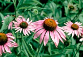 Purple coneflower,Echinacea purpurea