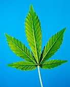 Leaf of marijuana plant,Cannabis