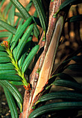 Branch of Pacific yew,source of taxol