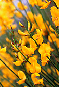 Flowers of Spanish broom plant,Spartium