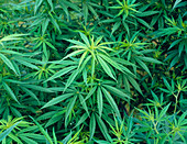 Marijuana plants,Cannabis sativa