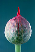 Bud of round-headed leek,Allium