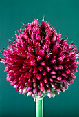 Round-headed leek flower,Allium
