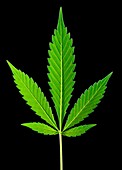 Leaves of marijuana plant,Cannabis