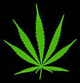 Artwork of hemp plant leaf,Cannabis