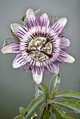 Open head of a passion flower,Passiflora