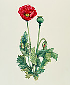 Art of an opium poppy