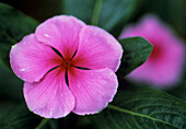 Periwinkle flowers