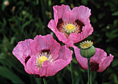 Opium poppy flowers