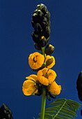 Wild senna