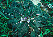 Mandrake plant