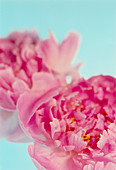 Peony flowers