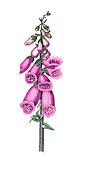 Foxglove flowers