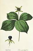 Herb paris plant