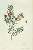 Yew tree berries