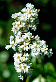 Buckwheat flowers
