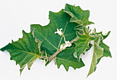 Indian solanum leaves