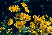 Arnica flowers