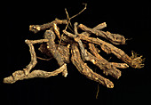 Peucedanum roots