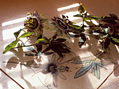 Passion flower plants