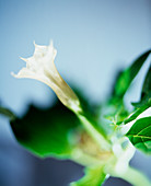 Thornapple flower