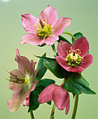 Hellebore flowers