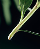 Euphorbia sap