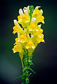 Common toadflax flowers (Linaria sp.)