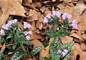 Common lungwort (Pulmonaria longifolia)